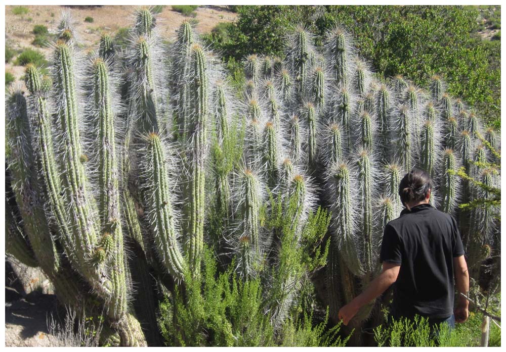 Valle del Encanto, Cactus, Kaktus, Eulychnia acida