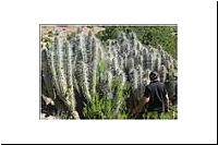 pe-111921026754-1000-n-Valle-del-Encanto-Kaktus-Cactus-Eulychnia-acida-fl.jpg