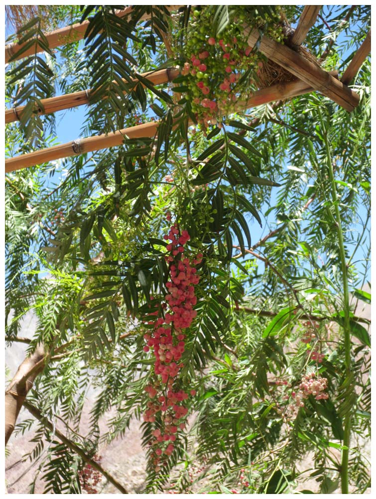 Valle de Elqui, Peruanischer Pfefferbaum, Pimentero falso, Aguaribay, Especiero, Lentisco del Peru, Schinus molle