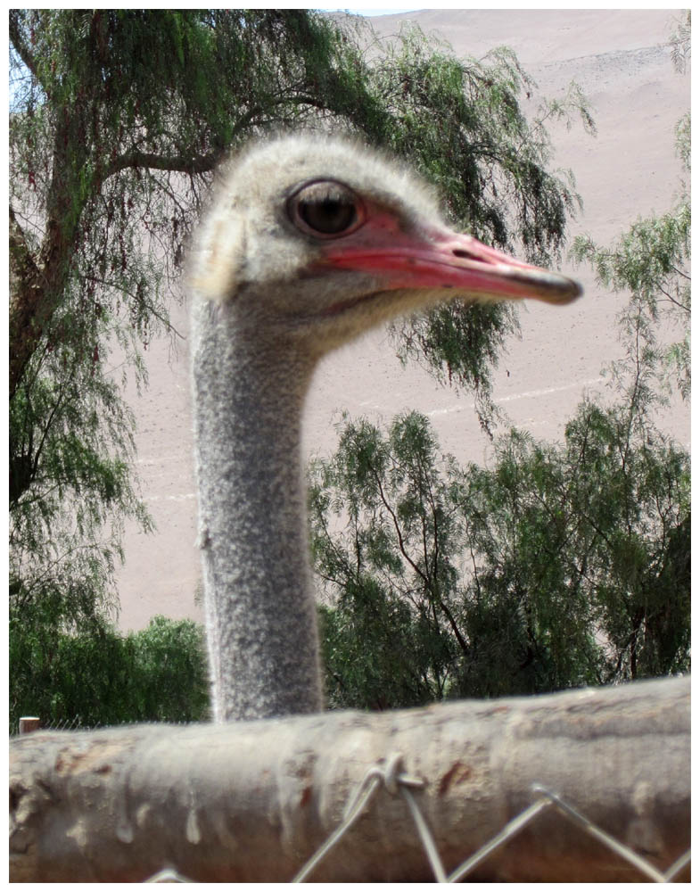 Fahrt von Arica nach Putre, Vogel Strauß