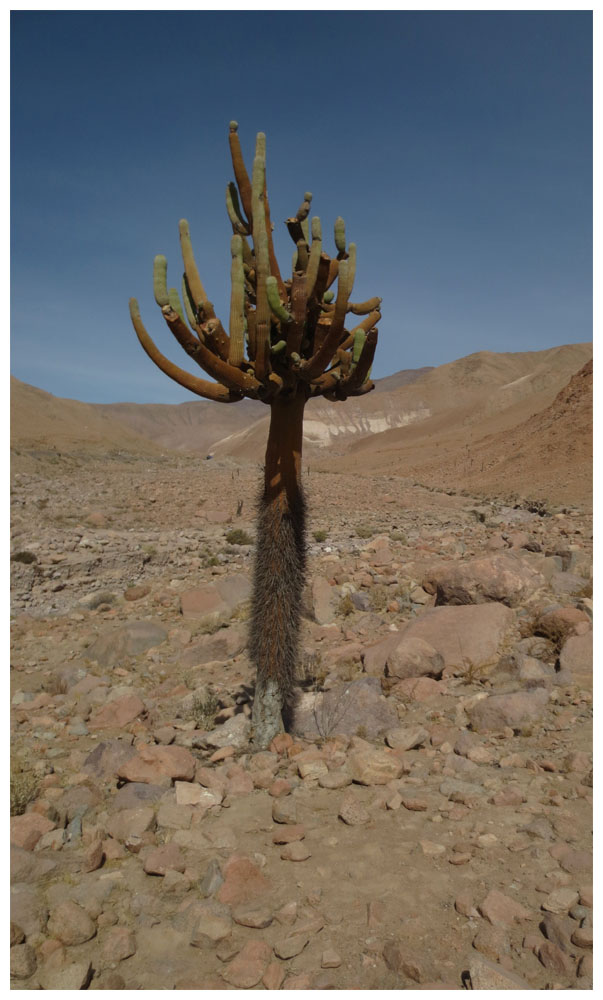 Fahrt von Arica nach Putre, Kandelaberkaktus, Cactus candelabro, Browningia candelaris