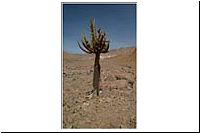 pe-112220508390-1000-n-Fahrt-Arica-Putre-Kandelaberkaktus-Cactus-candelabro-Browningia-candelaris-fl.jpg