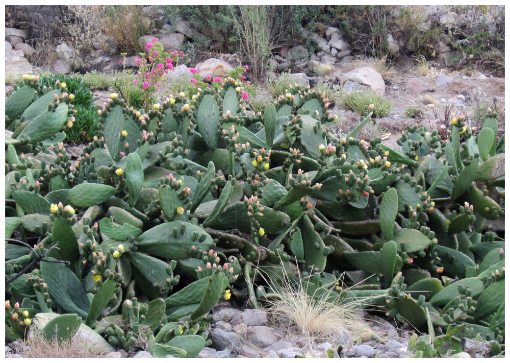 Fahrt Arica - Putre, Socoroma, Kaktus, Cactus, Opuntia ficus indica