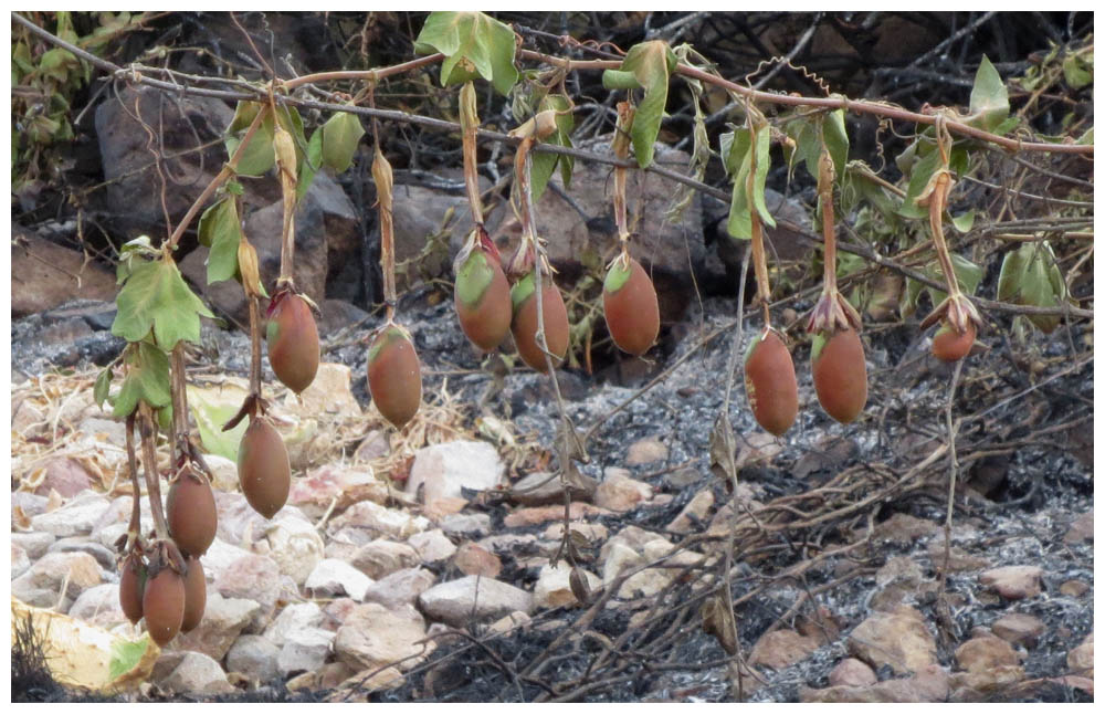 Fahrt Arica - Putre, Socoroma, unbekannte Frucht