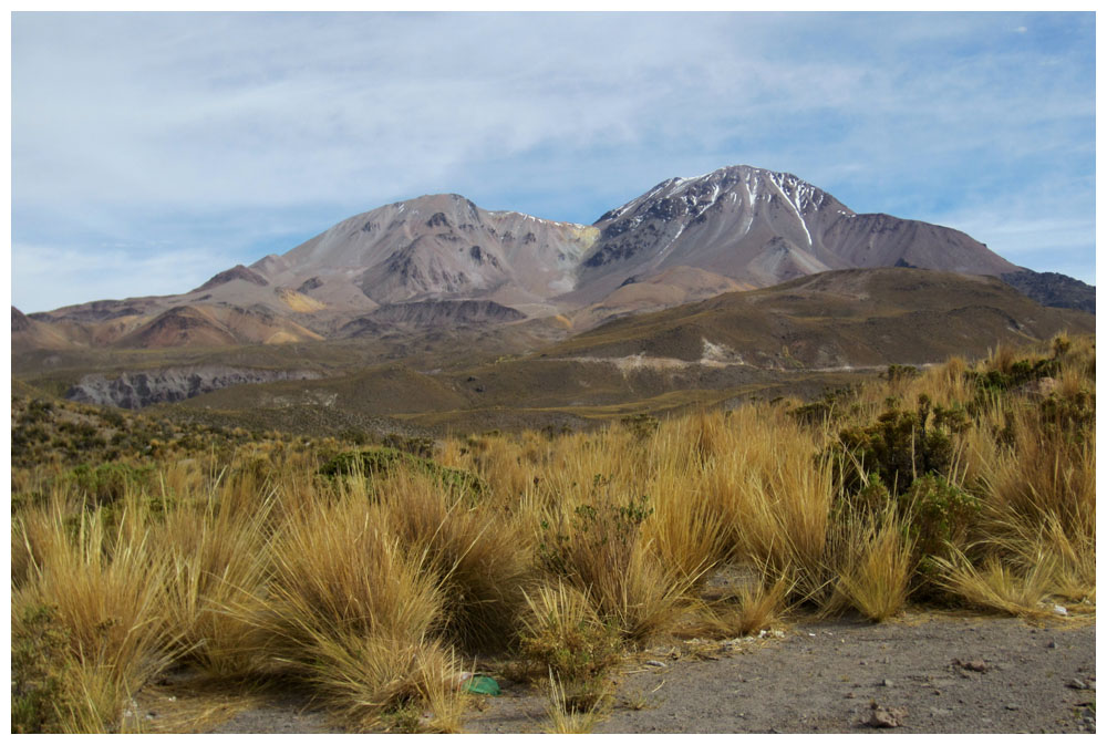 Peruanisches Federgras (Ichu, Paja brava, Stipa Ichu) im Nationalpark Lauca