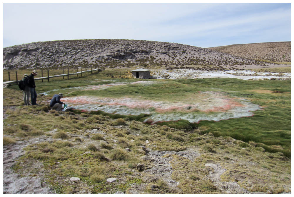 Bofedal im Lauca-Nationalpark