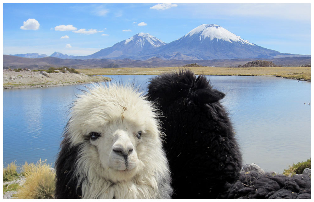 Lauca-Nationalpark, Pomerape und Parinacota, zwei Lamas