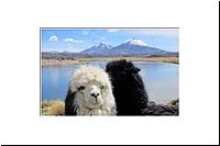 pe-112315266996-1000-n-PN-Lauca-Nationalpark-Vulkan-Pomerape-Parinacota-2-Lamas-la-fa.jpg