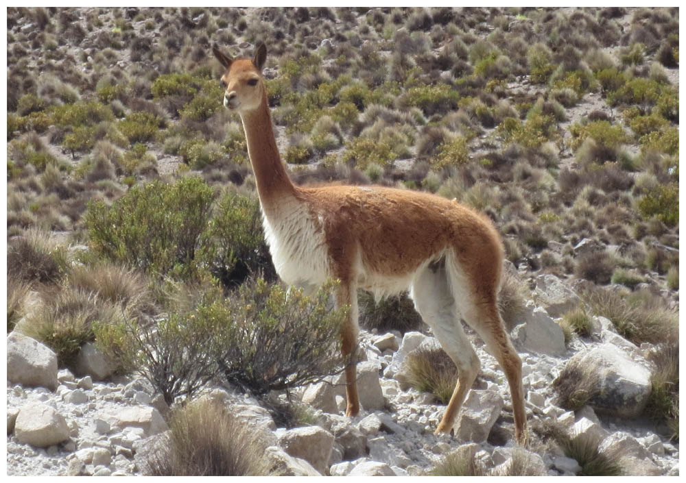 Lauca-Nationalpark, Vicuña