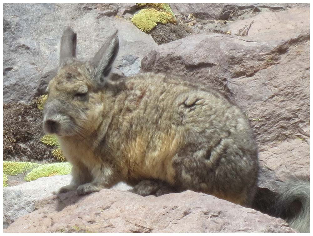 Lauca Nationalpark, Viscacha, Vizcacha, Cuvier Hasenmaus, Lagidium viscacia