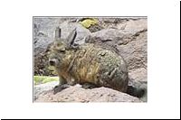 pe-112316088492-1000-n-PN-Lauca-Nationalpark-Viscacha-Vizcacha-Cuvier-Hasenmaus-Lagidium-viscacia-fa.jpg