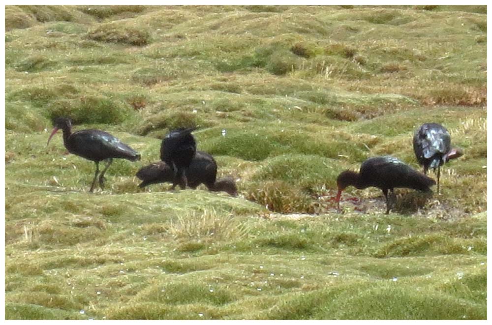 Lauca-Nationalpark, Schmalschnabelsichler, Puna-Ibis, Cuervo de Pantano de la Puna, Plegadis ridgwayi