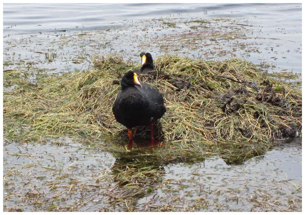 Lauca-Nationalpark, Riesenblesshuhn, Tagua gigante, Gallareta gigante, Fulica gigantea