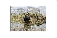 pe-112316367041-1000-n-PN-Lauca-Nationalpark-Riesenblesshuhn-Tagua-gigante-Gallareta-gigante-Fulica-gigantea-vo.jpg