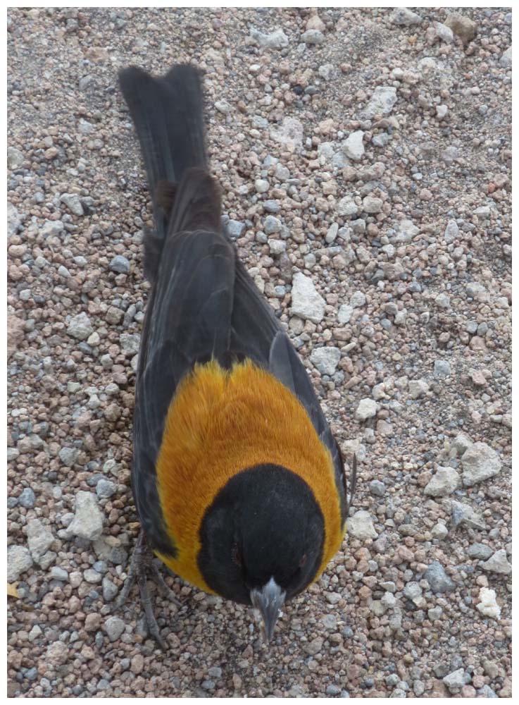 Lauca-Nationalpark, Kapuzenämmerling, Cometocino del Norte, Phrygilus atriceps