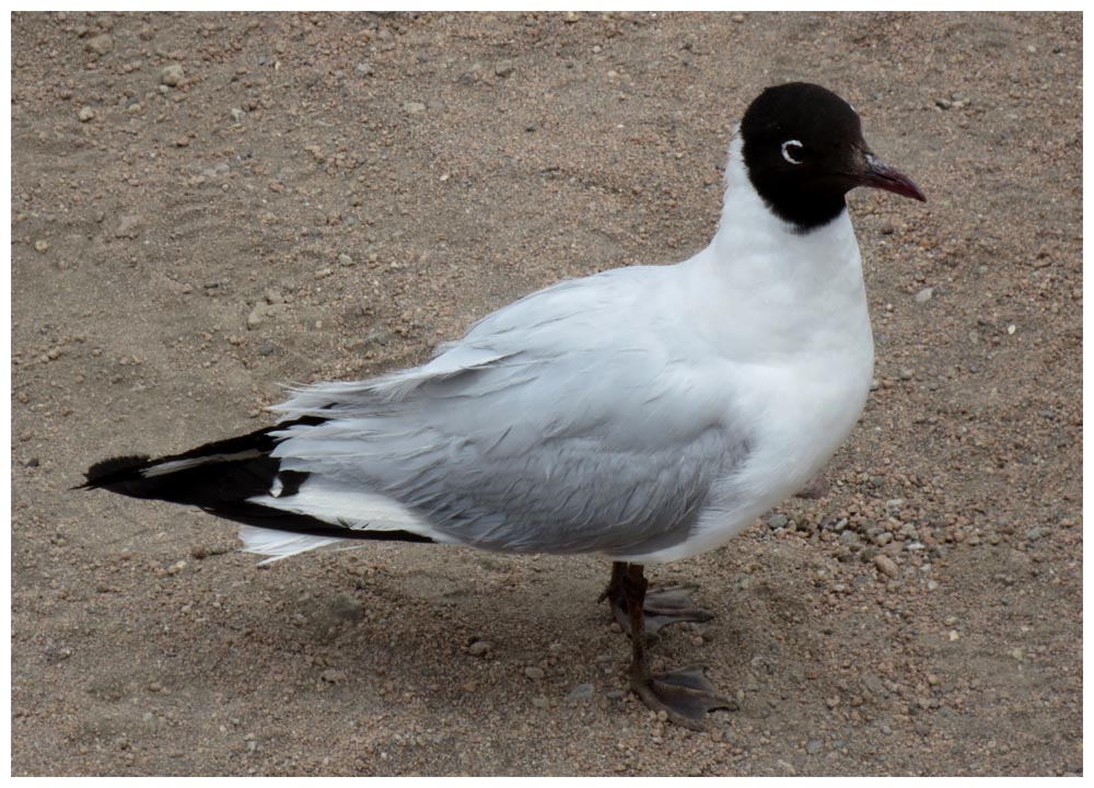 Lauca-Nationalpark, Andenmöwe, Gaviota andina, Larus serranus