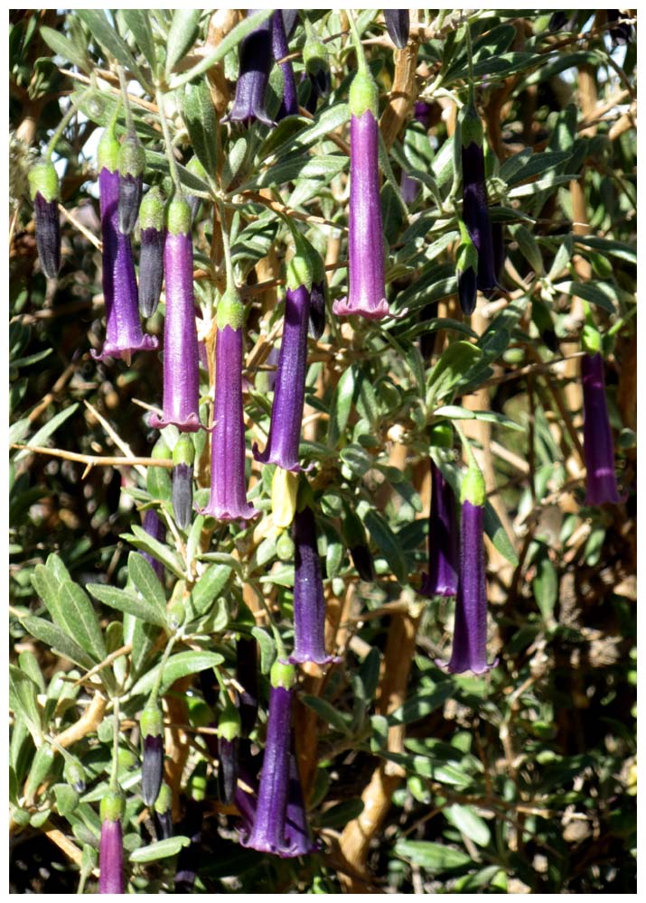 Putre, Solanaceae, Dunalia spinosa