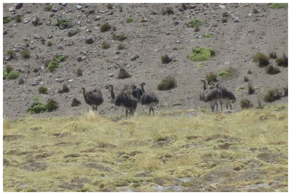 Puna-Nandus (Suri, Ñandu del Norte, Rhea pennata tarapacensis) beim Salar de Surire