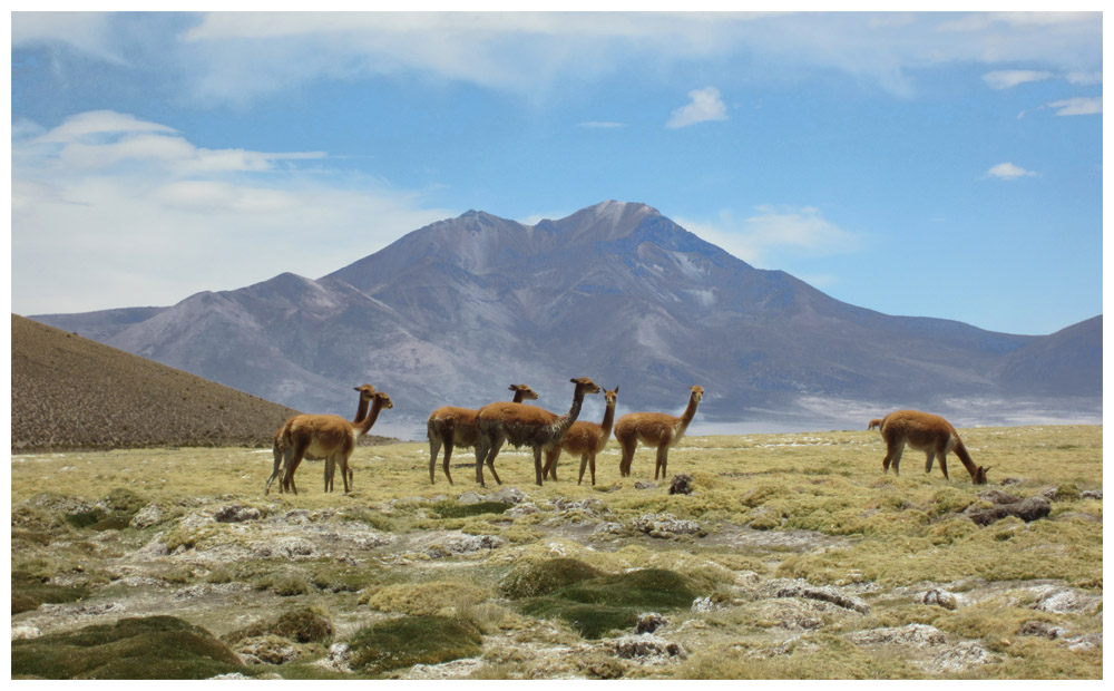 Salar de Surire, Vikunjas (Vicuñas) 