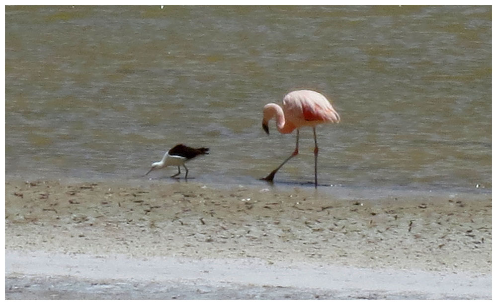 Andensäbelschnäbler, Caitì, Recurvirostra andina und Flamenco chileno, Flamenco austral, Phoenicopterus chilensis