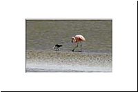 pe-112418158664-1000-n-Salar-de-Surire-Andensaebelschnaebler-Caiti-Recurvirostra-andina-Flamenco-chileno-austral-Phoenicopterus-chilensis-vo.jpg