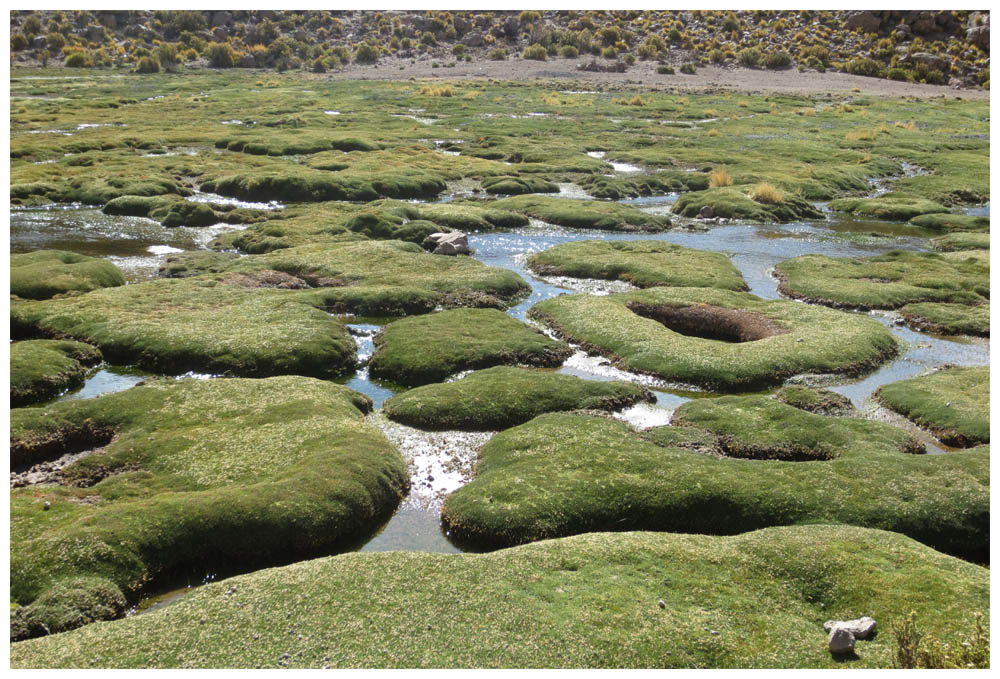 Bofedal im Parque Nacional Volcàn Isluga