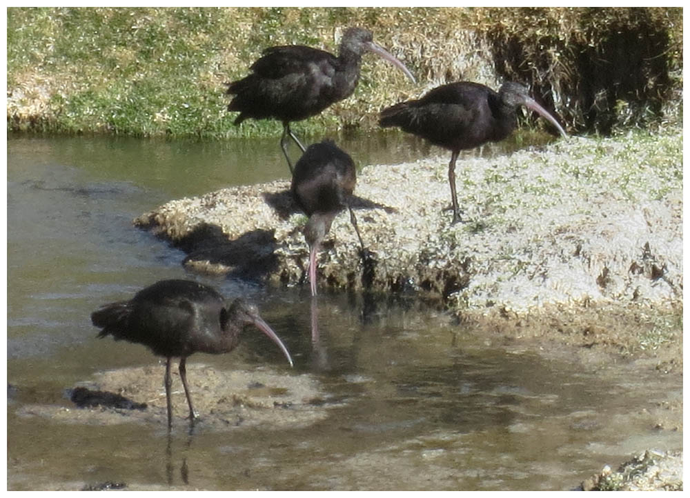 Schmalschnabelsichler, Puna Ibis, Cuervo de Pantano de la Puna, Plegadis ridgwayi