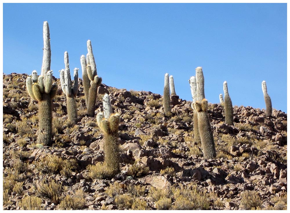 Zwischen Colchane und Cariquima, Riesenkaktus, Cactus gigante