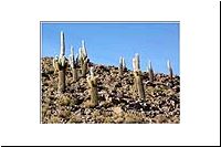 pe-112513037288-1000-n-Colchane-nach-Cariquima-Cactus-gigante-Kaktus-fl.jpg