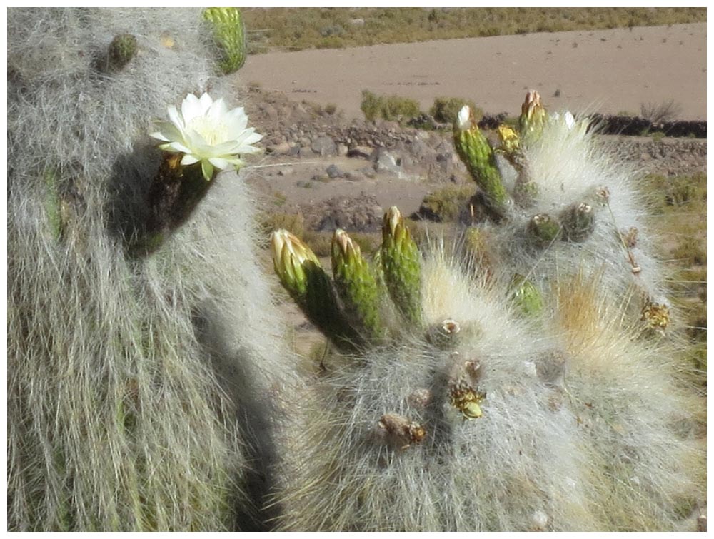 Zwischen Colchane und Cariquima, blühender Riesenkaktus, Cactus gigante