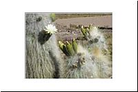pe-112513218838-1000-n-Colchane-nach-Cariquima-Cactus-gigante-Blueten-Kaktus-fl.jpg