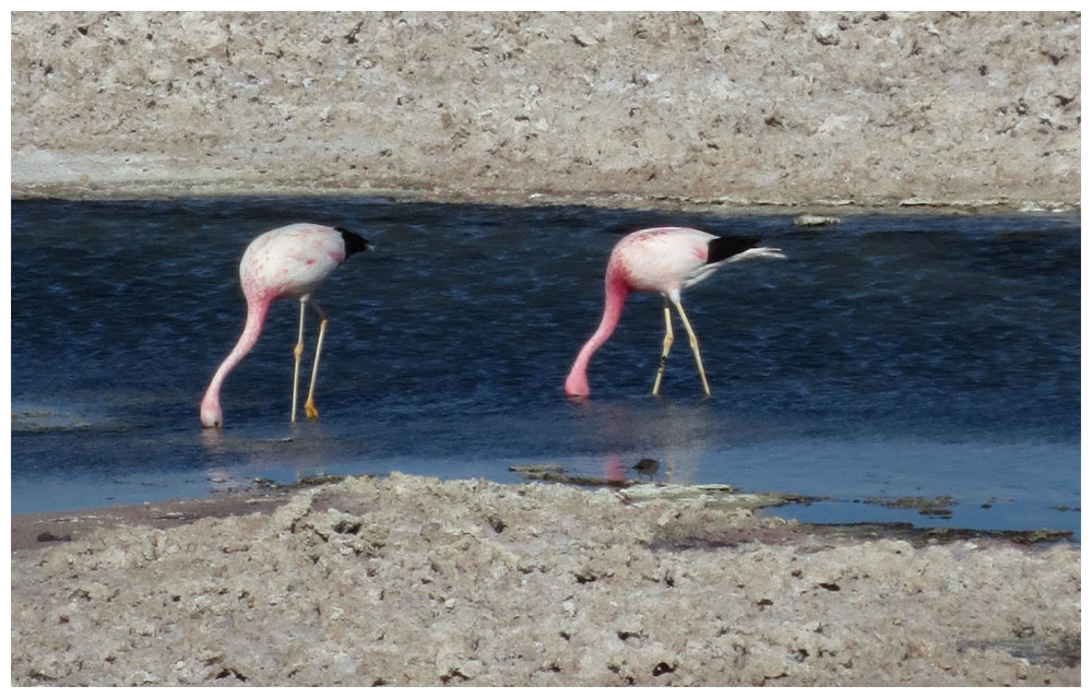 Salar de Atacama, Laguna Chaxa, Andenflamingo, Flamenco andino, Phoenicoparrus andinus