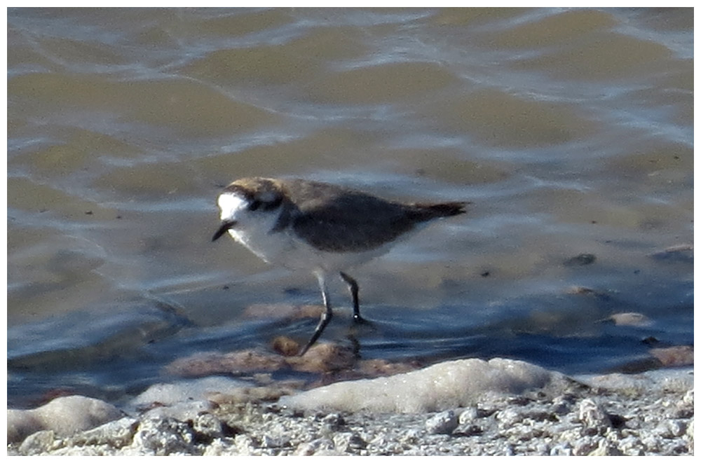 Salar de Atacama, Laguna Chaxa, Punaregenpfeifer, Chorlo de Puna, Charadrius alticola