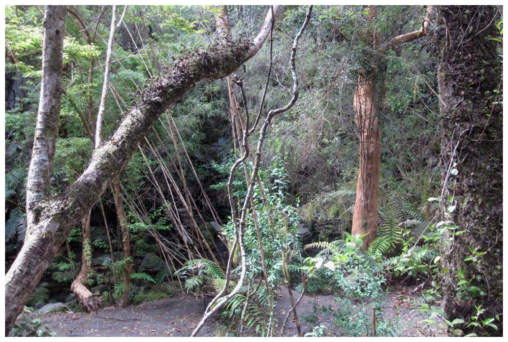 Saltos del Petrohuè, Sendero Los Enamorados