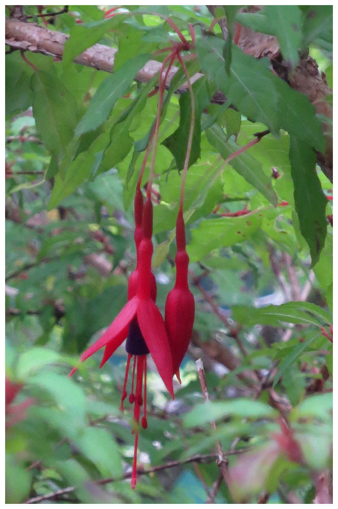 Saltos de Petrohue, Chilco, Fuchsie, Fuchsia magellanica