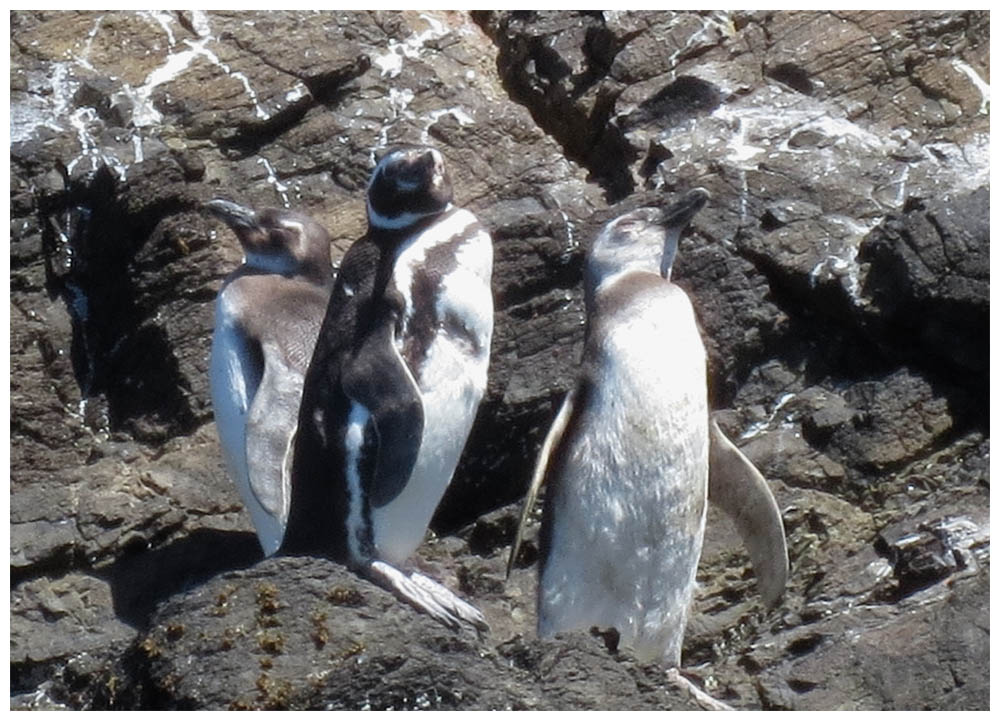 Chiloè, Puñihuil, Pinguintour, Magellanpinguin (Pinguino magallanico, Spheniscus magellanicus) - ZUM WEITERBLÄTTERN INS BILD KLICKEN