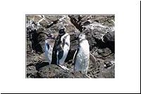 pe-120117339840-1000-1-Chiloe-Punihuil-Pinguintour-Pinguino-magallanico-Magellanpinguin-Junge-Spheniscus-magellanicus-vo.jpg