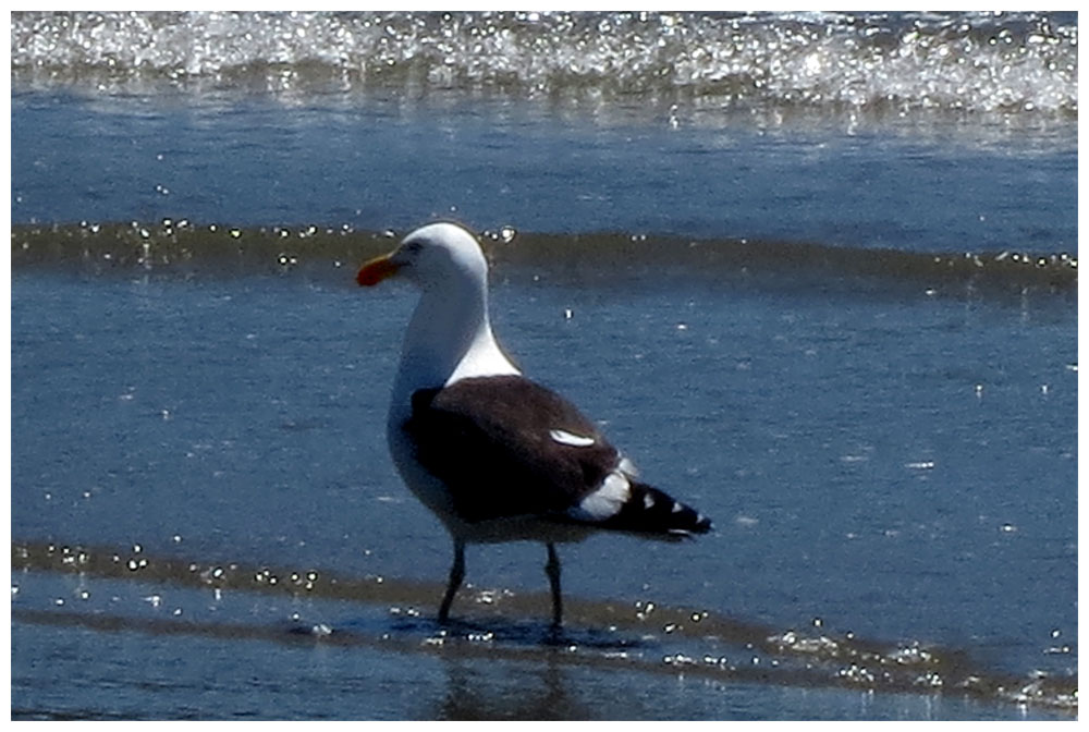 Chiloè, Mar Brava, Dominikanermoewe (Gaviota dominicana, Larus dominicanus)