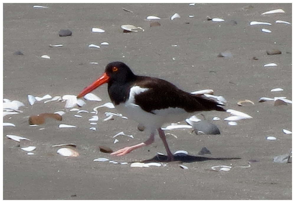 Chiloè, Mar Brava, Amerikanischer Austerfischer, Pilpilen comun, Haematopus palliatus