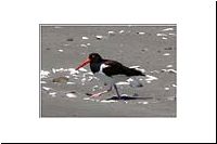 pe-120119519910-1000-1-Chiloe-Mar-Brava-Amerikanischer-Austerfischer-Pilpilen-comun-Haematopus-palliatus-vo.jpg