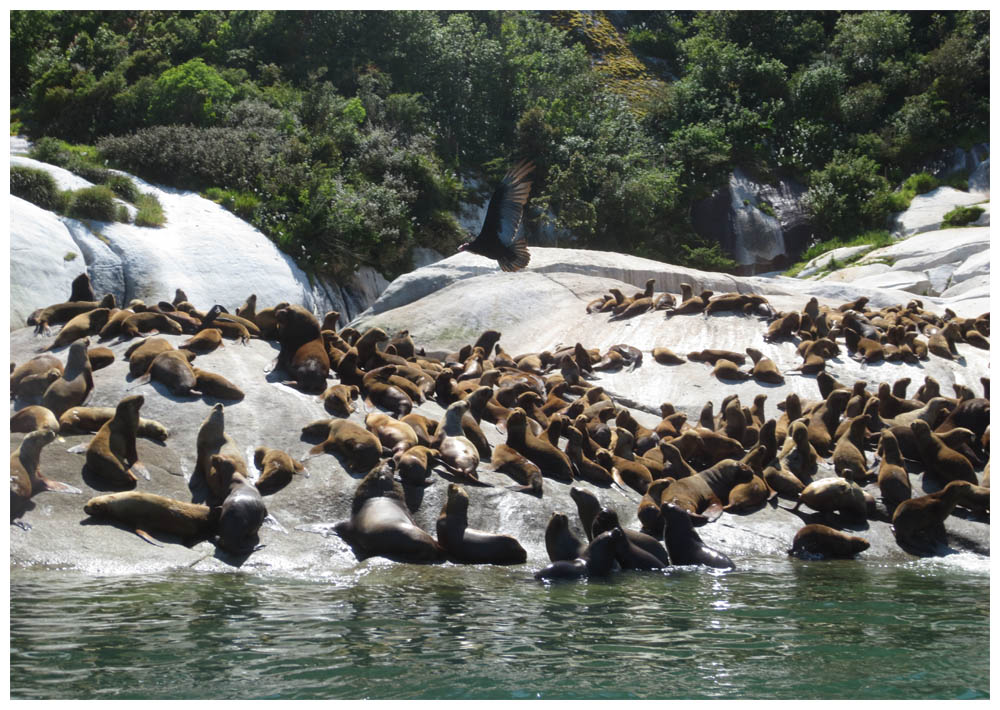 Caleta La Arena, Seelöwentour, Seelöwen, Lobos marinos