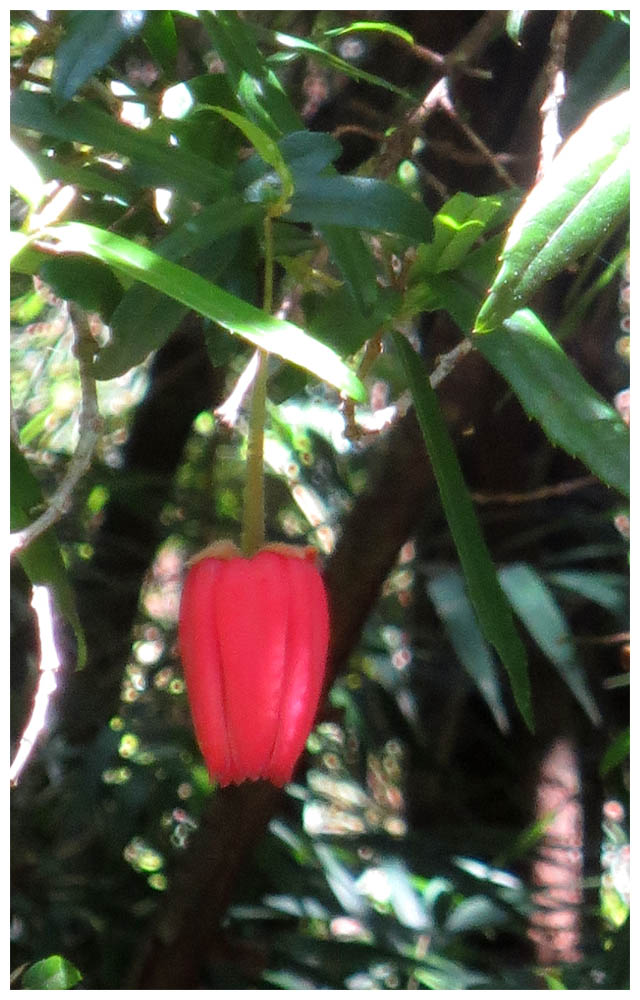 Alerce Andino, Sector Rio Chaicas, Laternenbaum, Chaquihue, Crinodendron hookerianum