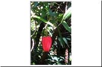 pe-120218110028-1000-1-PN-Alerce-Andino-Sektor-Sector-Rio-Chaicas-Laternenbaum-Chaquihue-Crinodendron-hookerianum-rot-fl.jpg