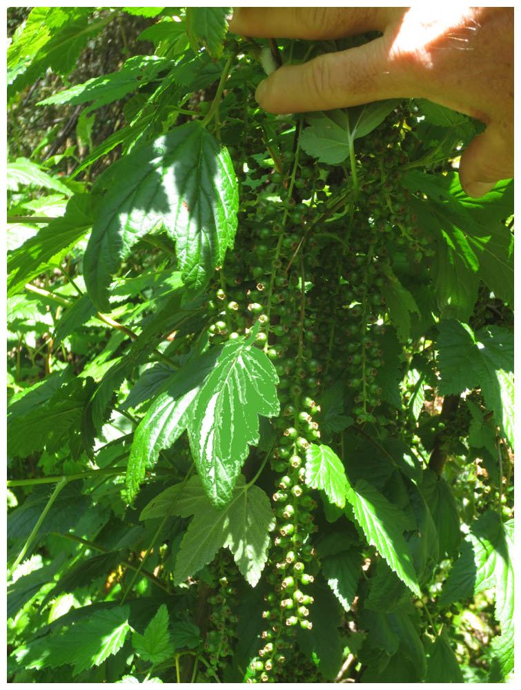 PN Alerce Andino, Sarsaparille, Zarzaparrilla, Ribes magellanicum