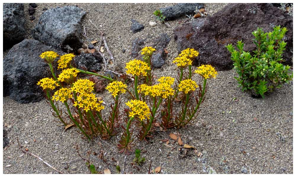 Wanderung, La Picada, Paso Desolacion,  Quinchamali (Quinchamalium chilense)