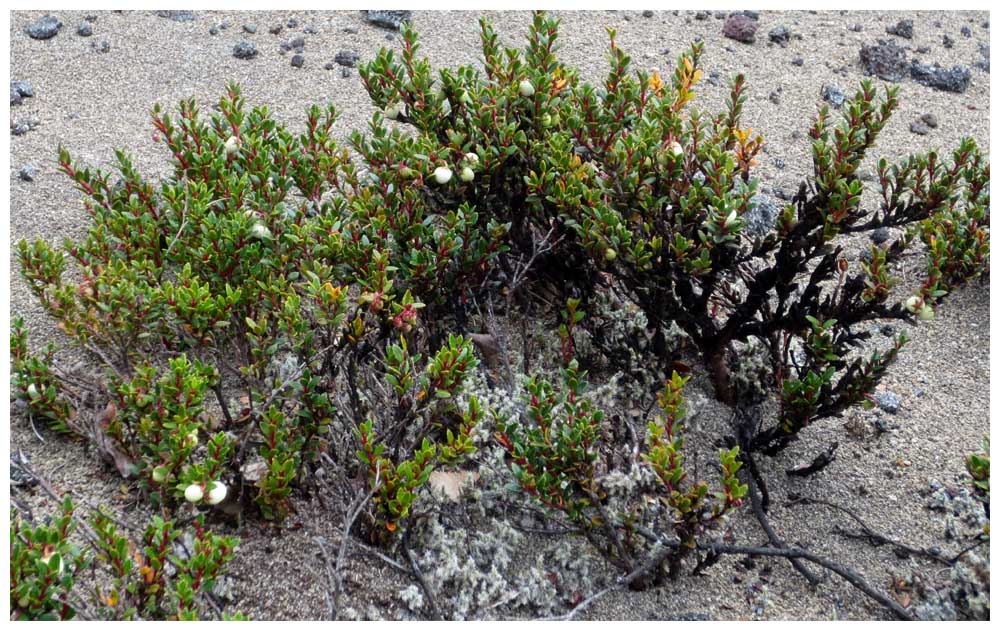 Wanderung, La Picada - Paso Desolaciòn, Chilenische Zwergscheinbeere (Chaura, Gaultheria Pumila)