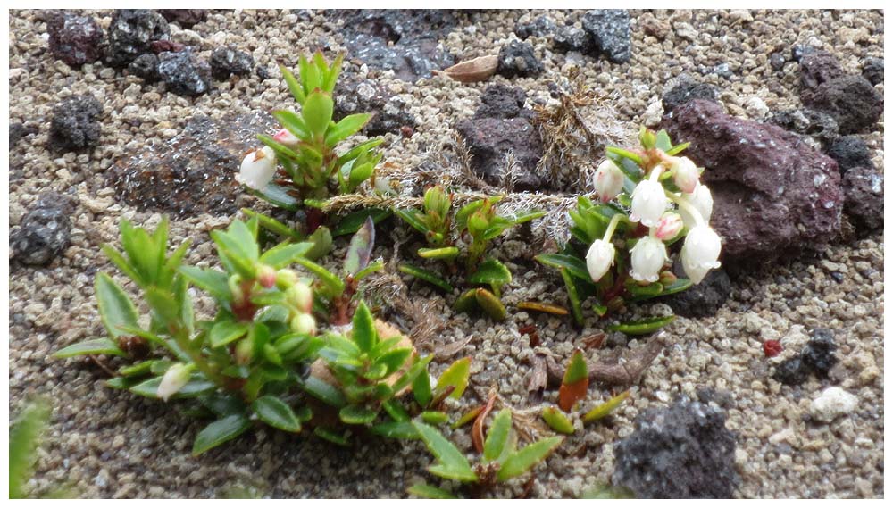 Wanderung von La Picada zum Paso Desolaciòn, Chilenische Zwergscheinbeere (Chaura, Gaultheria pumila)