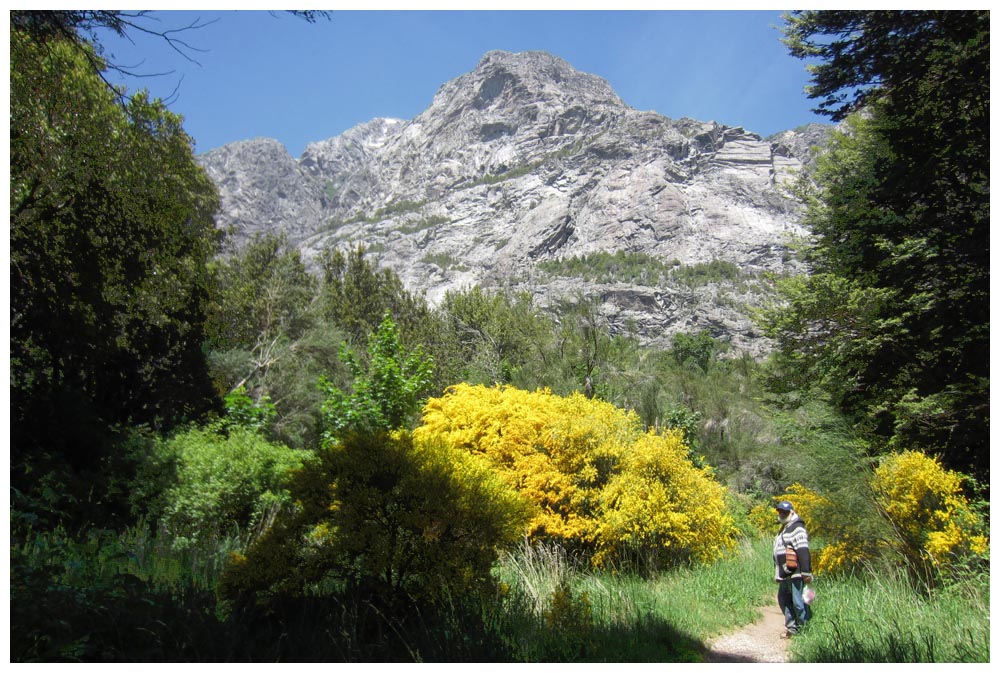 Bariloche, Llao Llao, Wanderung bei der Bahìa Lòpez, Ginster