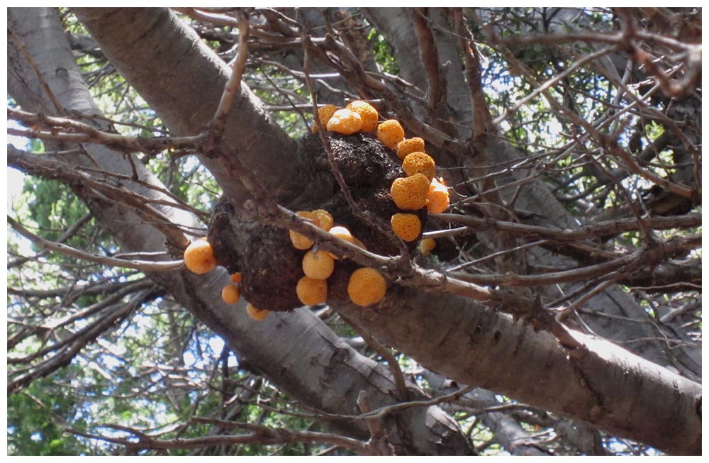 San Carlos de Bariloche, Llao Llao, Digüeñe (Cyttaria-espinosae)