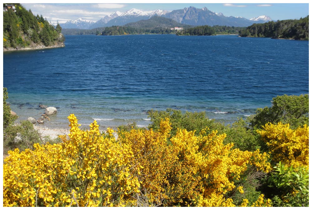 Bariloche, Circuito Llao Llao Mirador, Ginster beim Lago Moreno Oeste